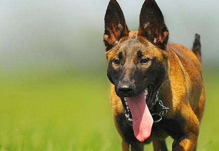 Malinois, ecco il segreto della sua intelligenza